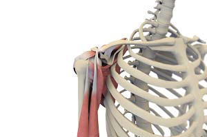  Shoulder Joint Replacement